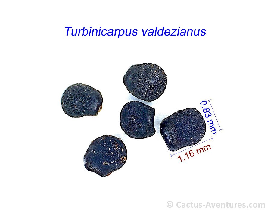 Turbinicarpus valdezianus JL
